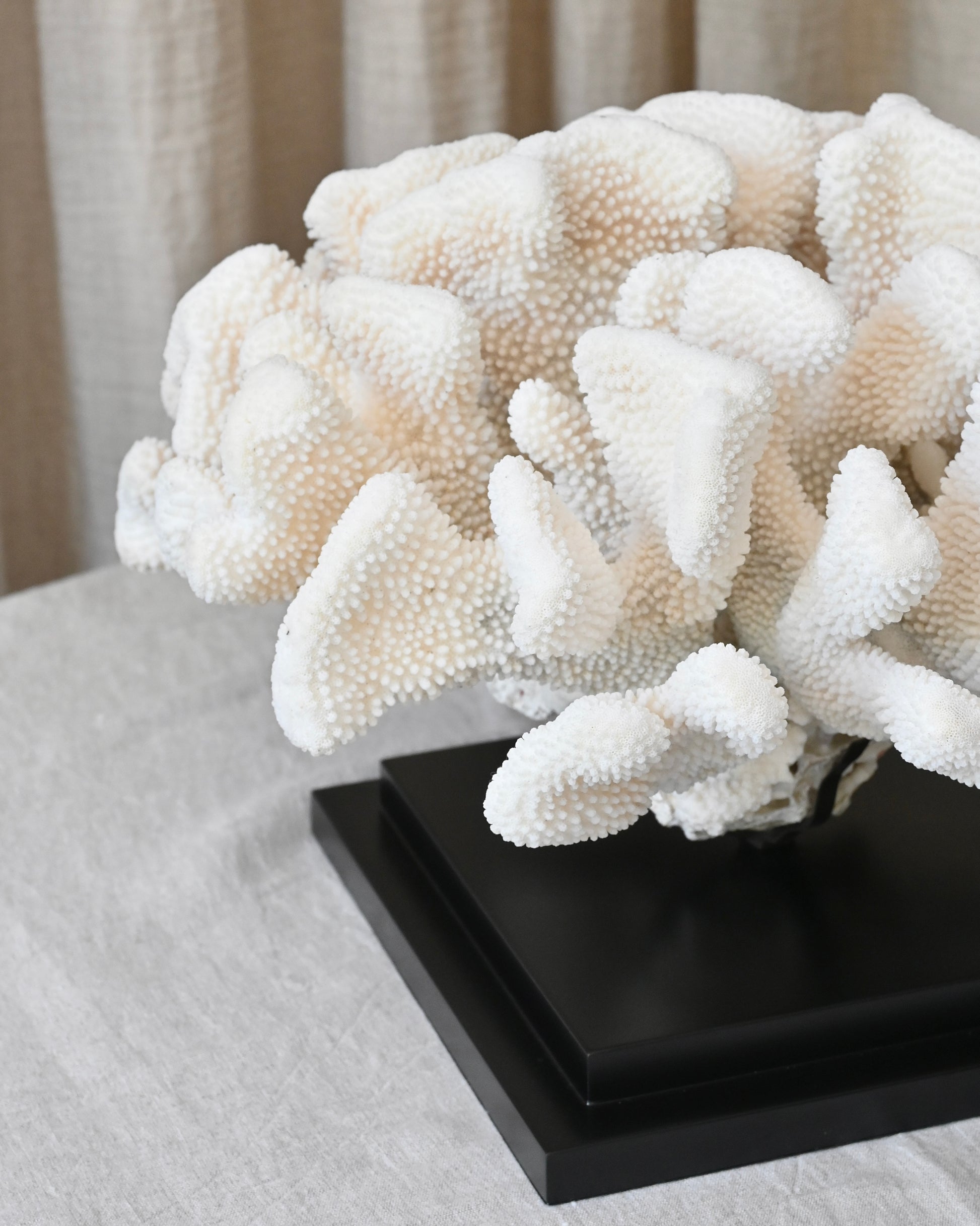 CORAL - Pocillopora Eydouxi - 40X40X27CM - 8,35KG