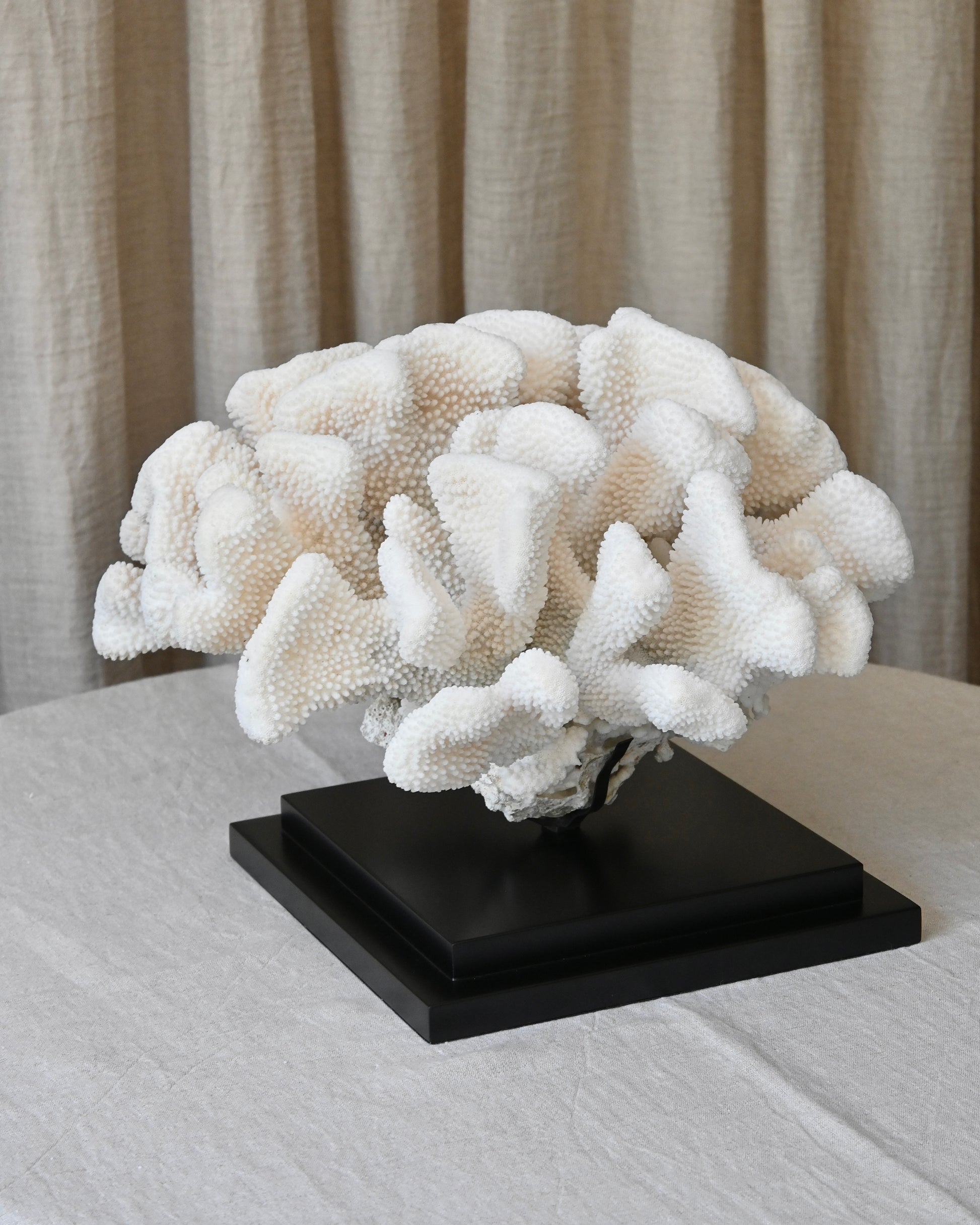 CORAL - Pocillopora Eydouxi - 40X40X27CM - 8,35KG