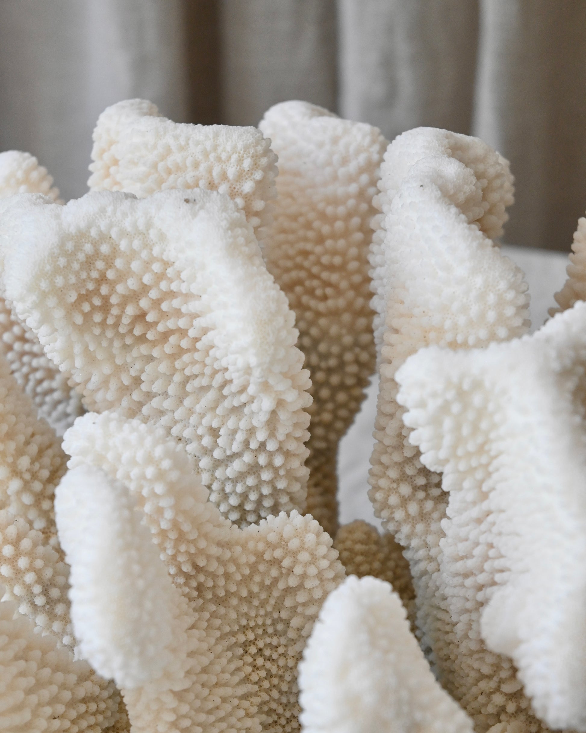 CORAL - Pocillopora Eydouxi - 40X40X27CM - 8,35KG