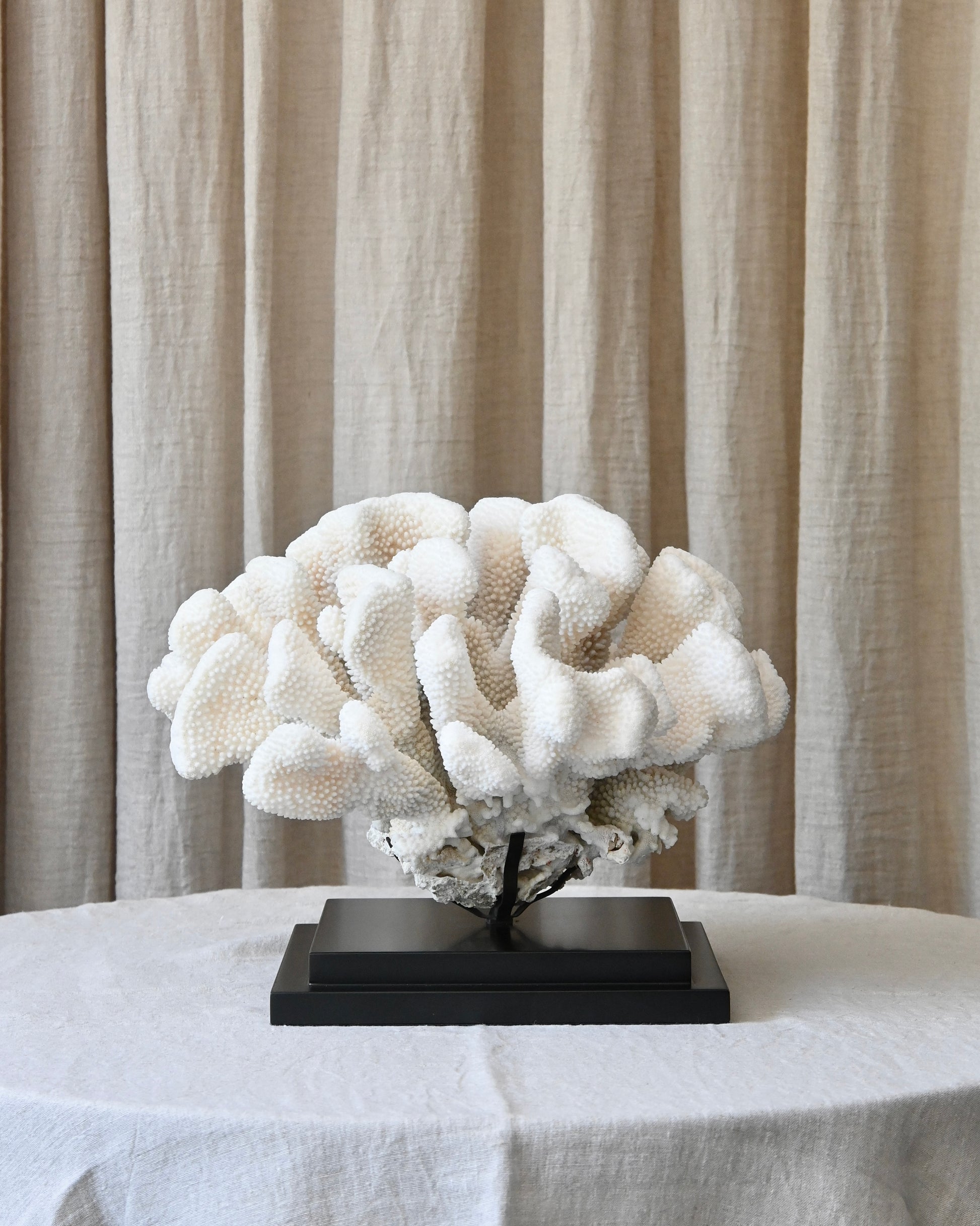 CORAL - Pocillopora Eydouxi - 40X40X27CM - 8,35KG