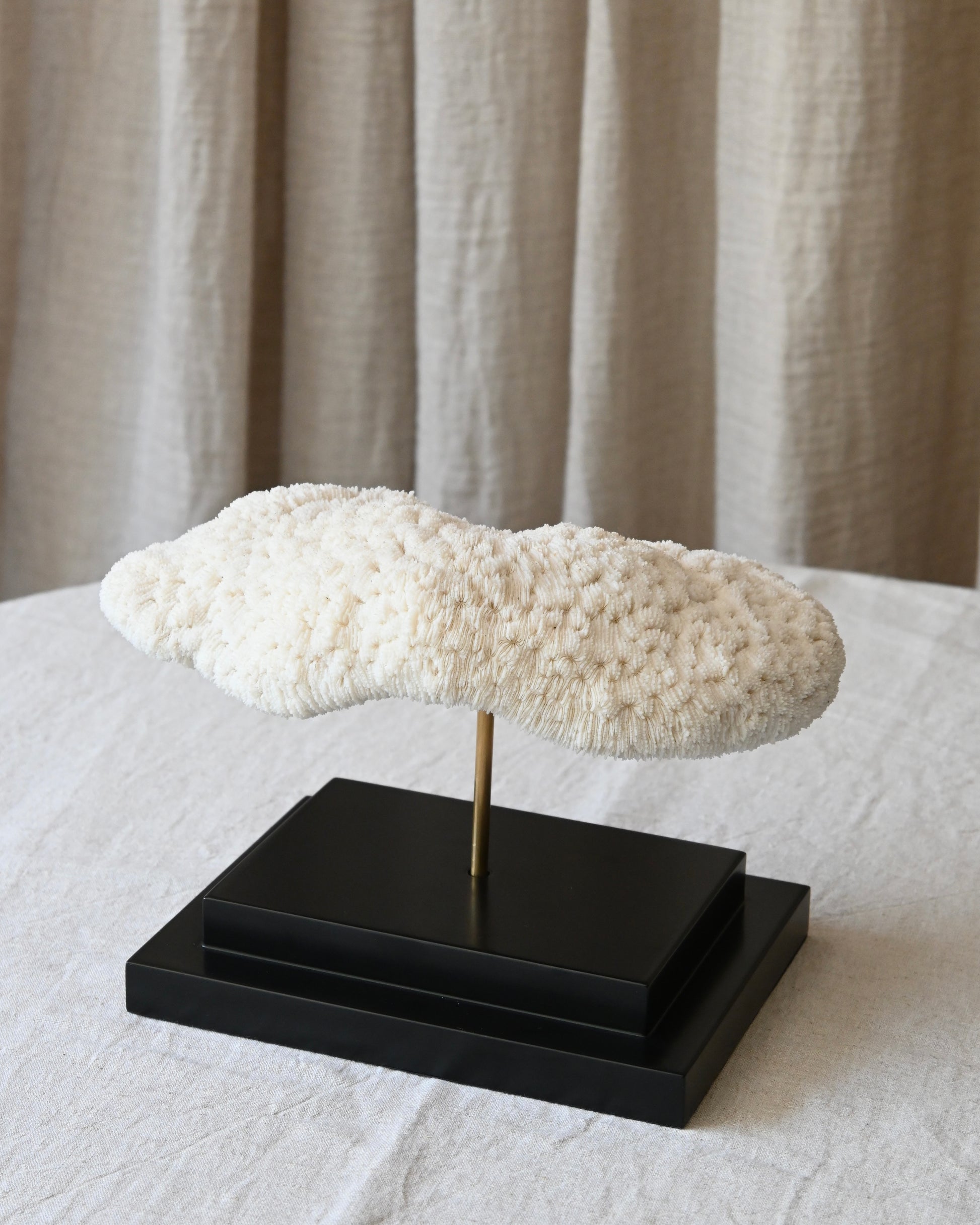 CORAL - Halomitra Pileus - 17X26CM - 1,620KG
