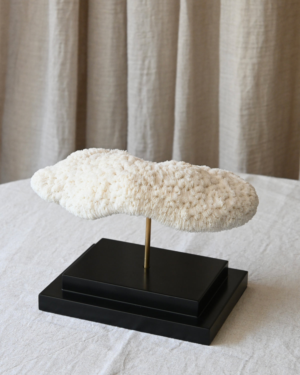 CORAL - Halomitra Pileus - 17X26CM - 1,620KG
