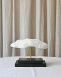 CORAL - Halomitra Pileus - 17X26CM - 1,620KG