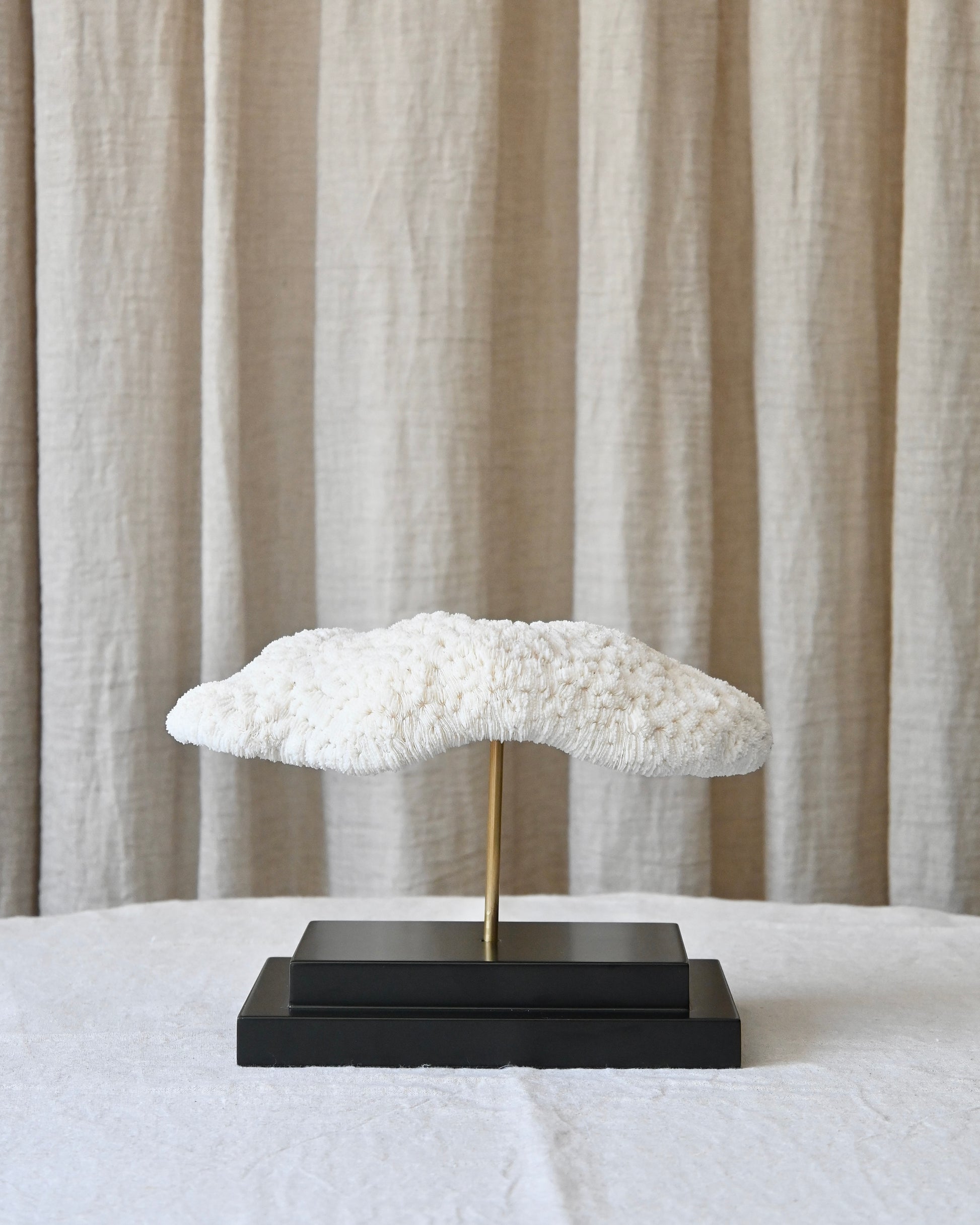 CORAL - Halomitra Pileus - 17X26CM - 1,620KG