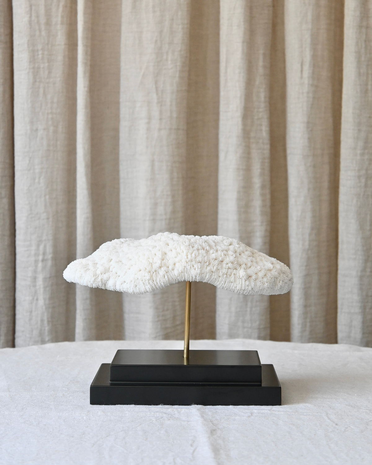 CORAL - Halomitra Pileus - 17X26CM - 1,620KG