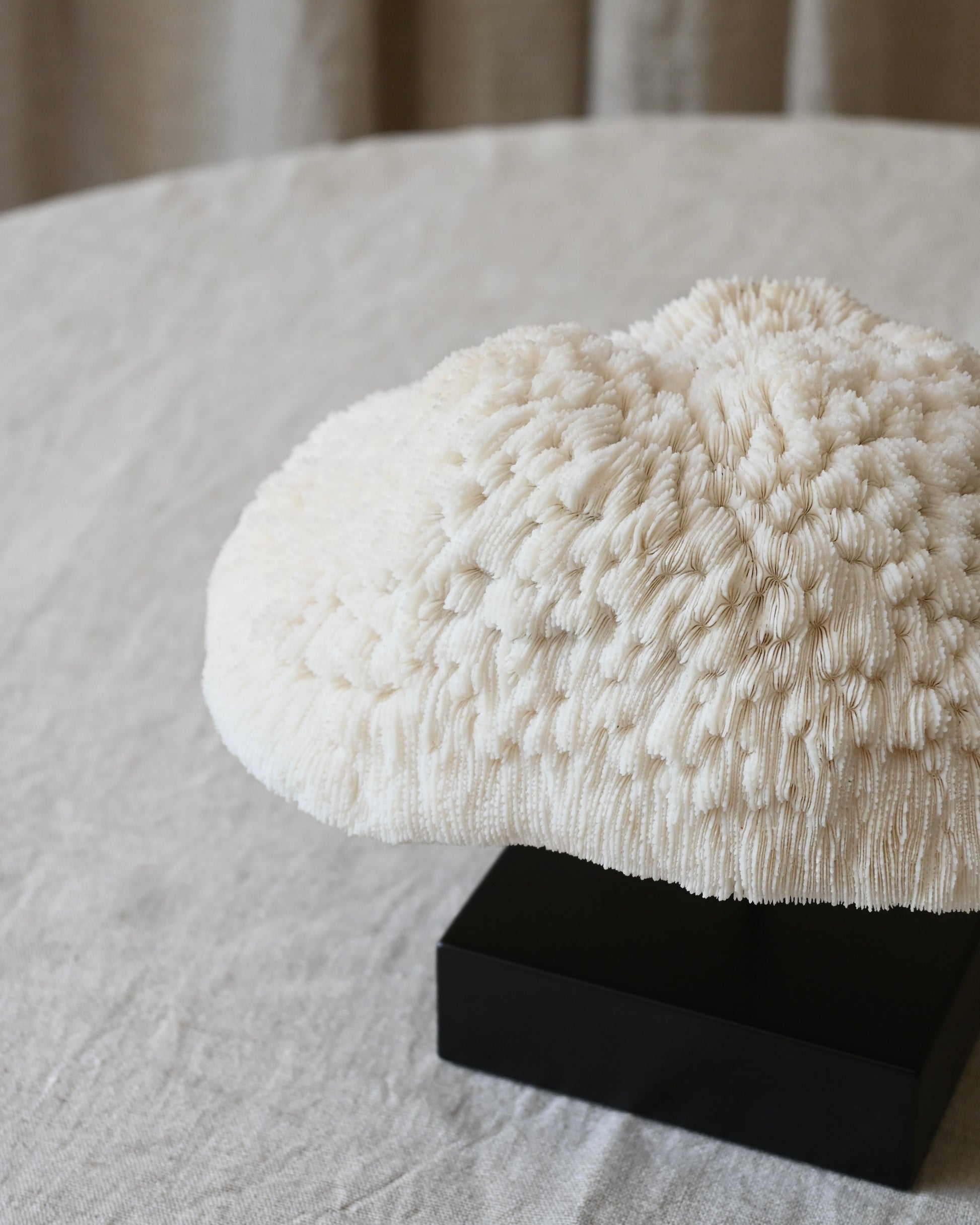 CORAL - Halomitra Pileus - 16X20CM - 1,095KG