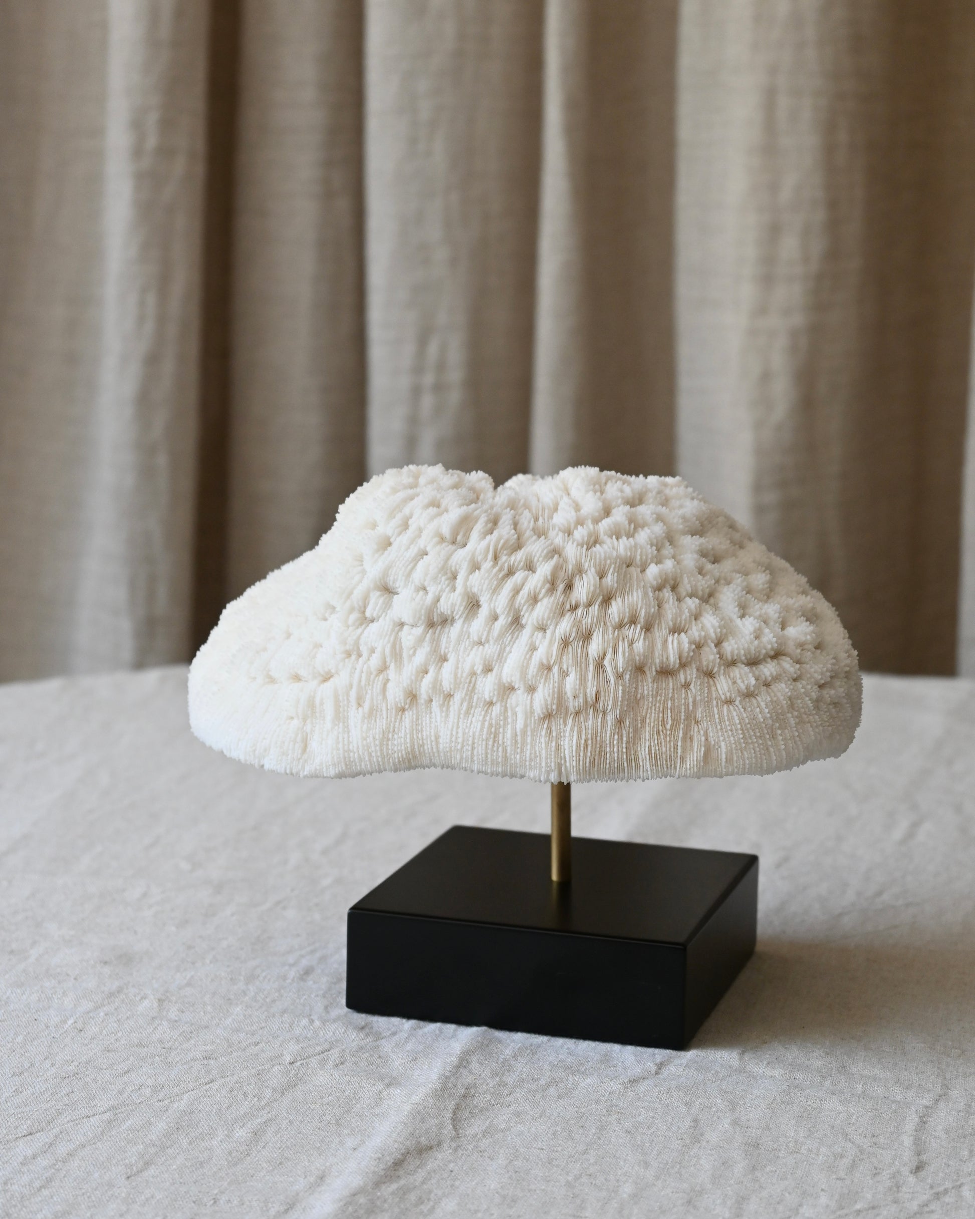 CORAL - Halomitra Pileus - 16X20CM - 1,095KG