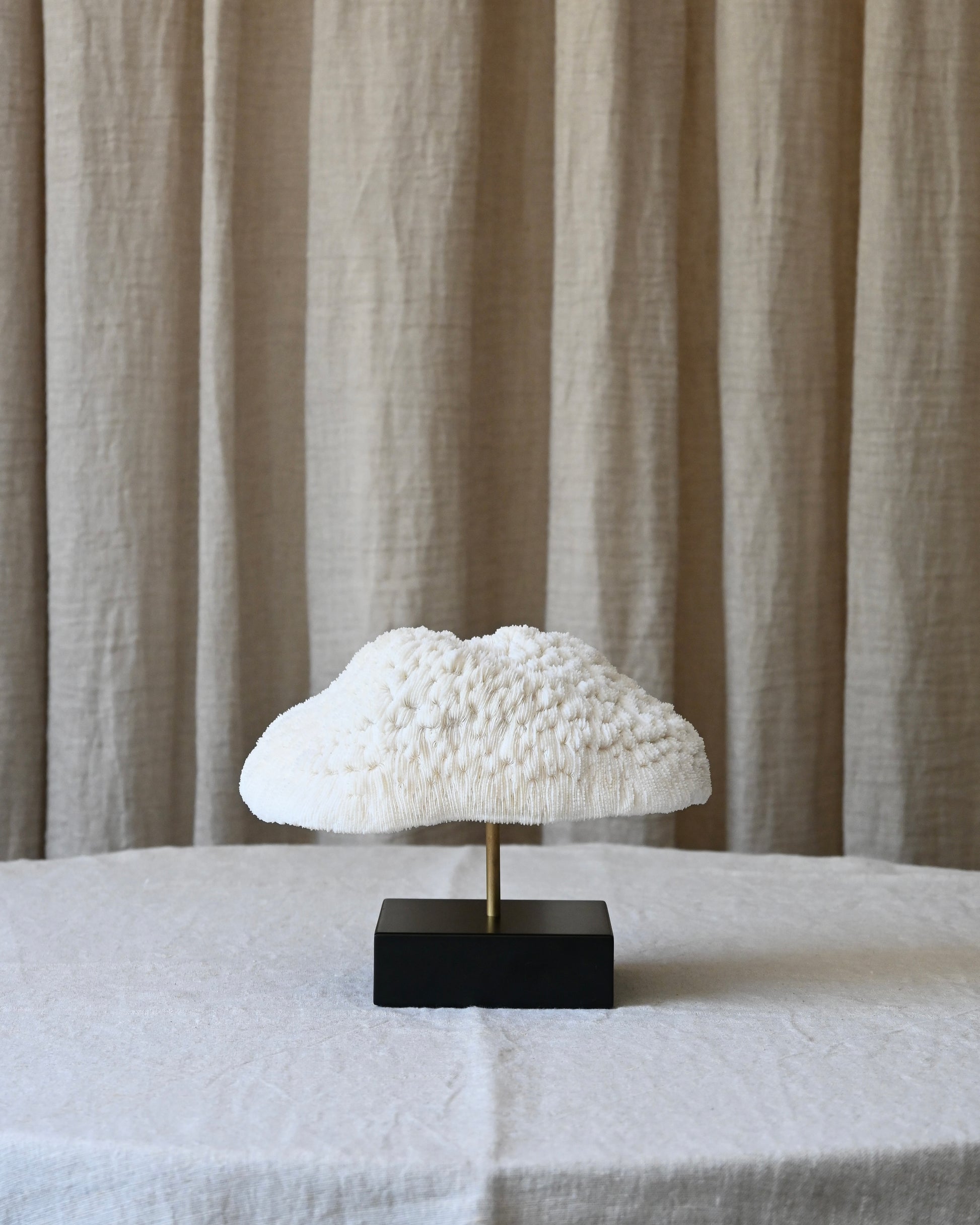 CORAL - Halomitra Pileus - 16X20CM - 1,095KG