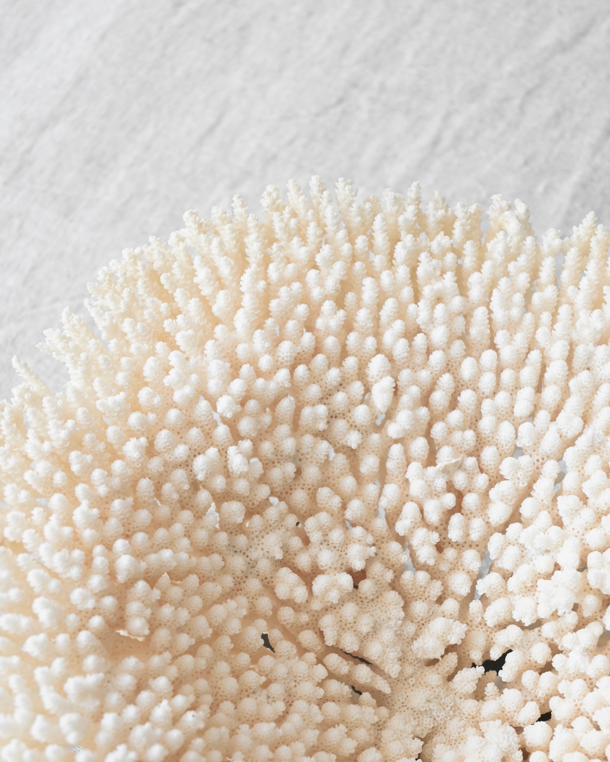 CORAL - Acropora Lastistella - 9X24Ø - 1,066KG