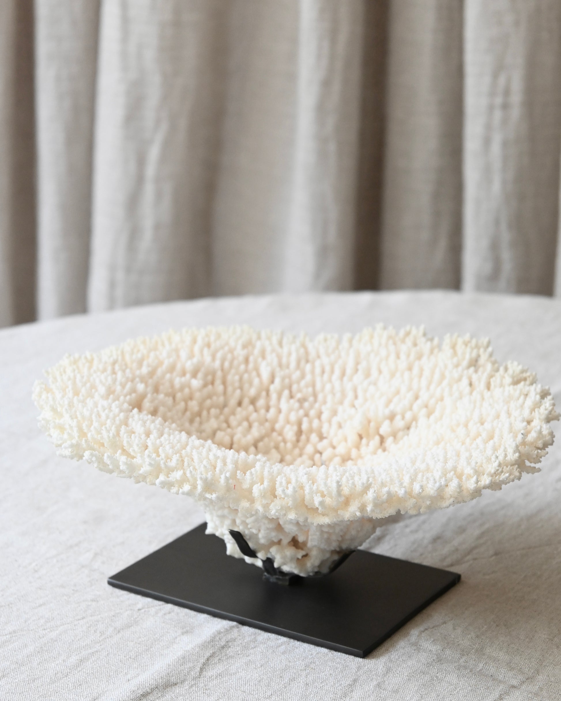 CORAL - Acropora Lastistella - 9X24Ø - 1,066KG