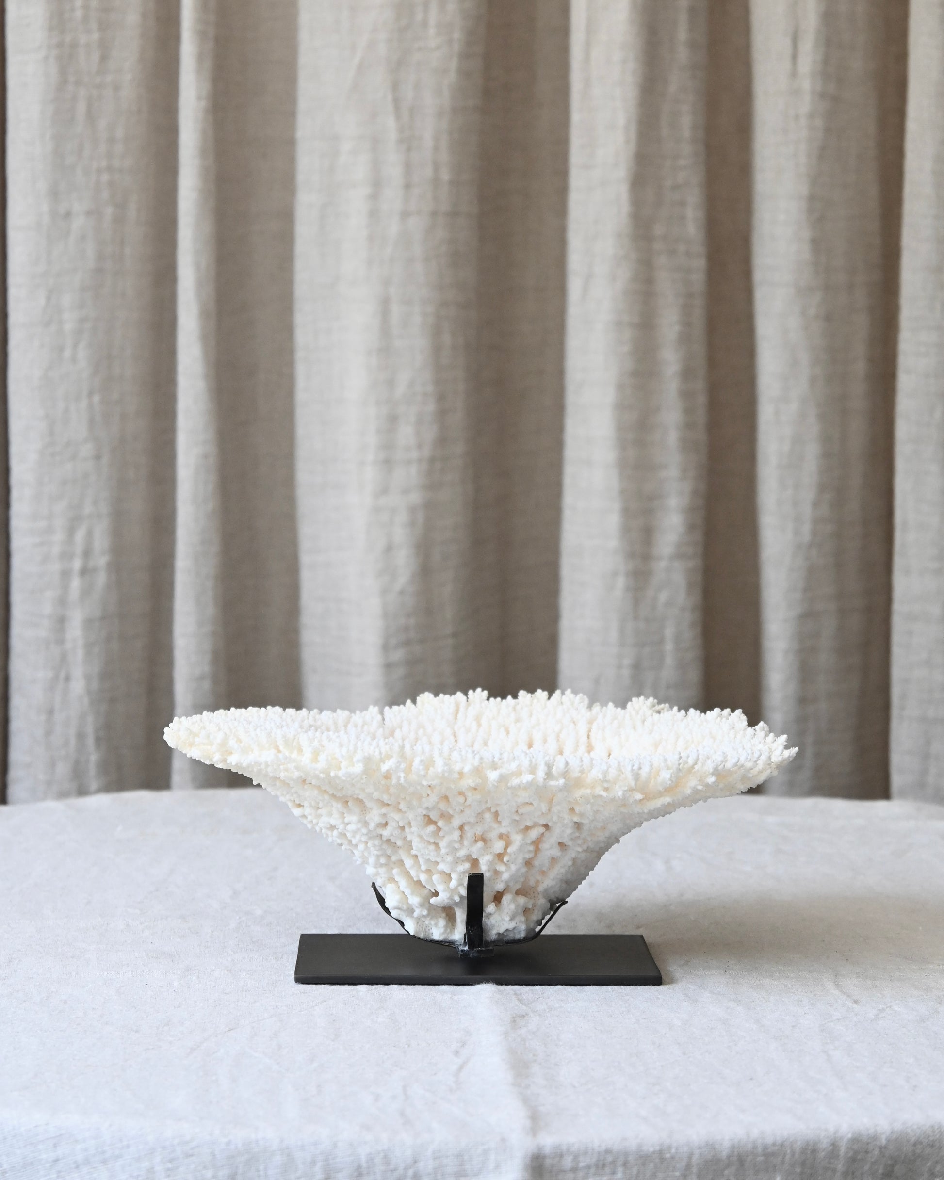 CORAL - Acropora Lastistella - 9X24Ø - 1,066KG