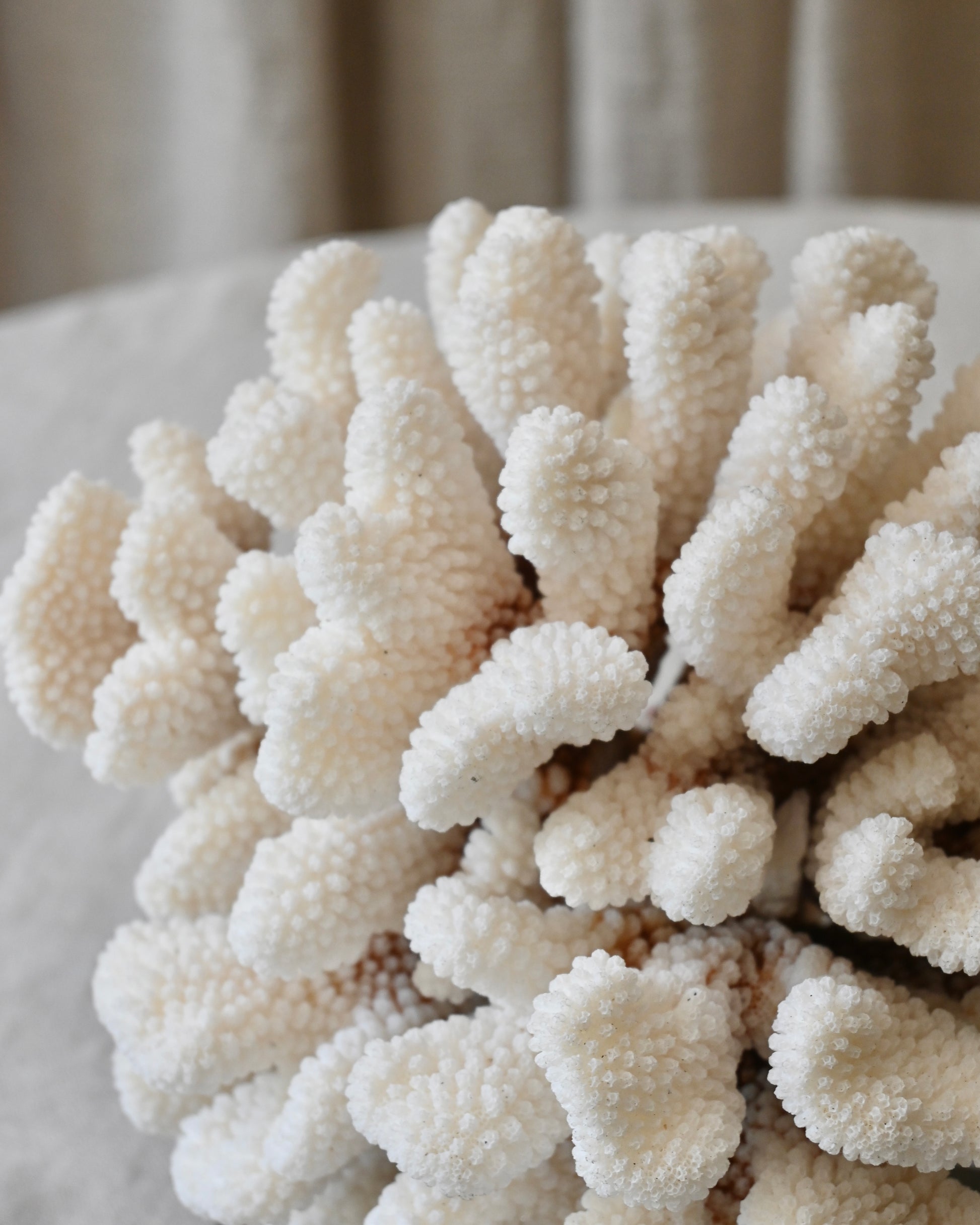CORAL - Pocillopora Meandrina - 20X19X15CM - 2,145KG