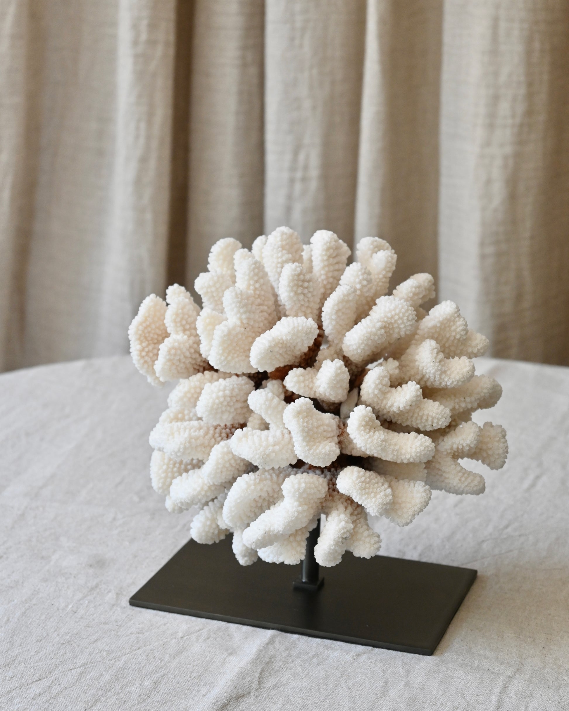 CORAL - Pocillopora Meandrina - 20X19X15CM - 2,145KG