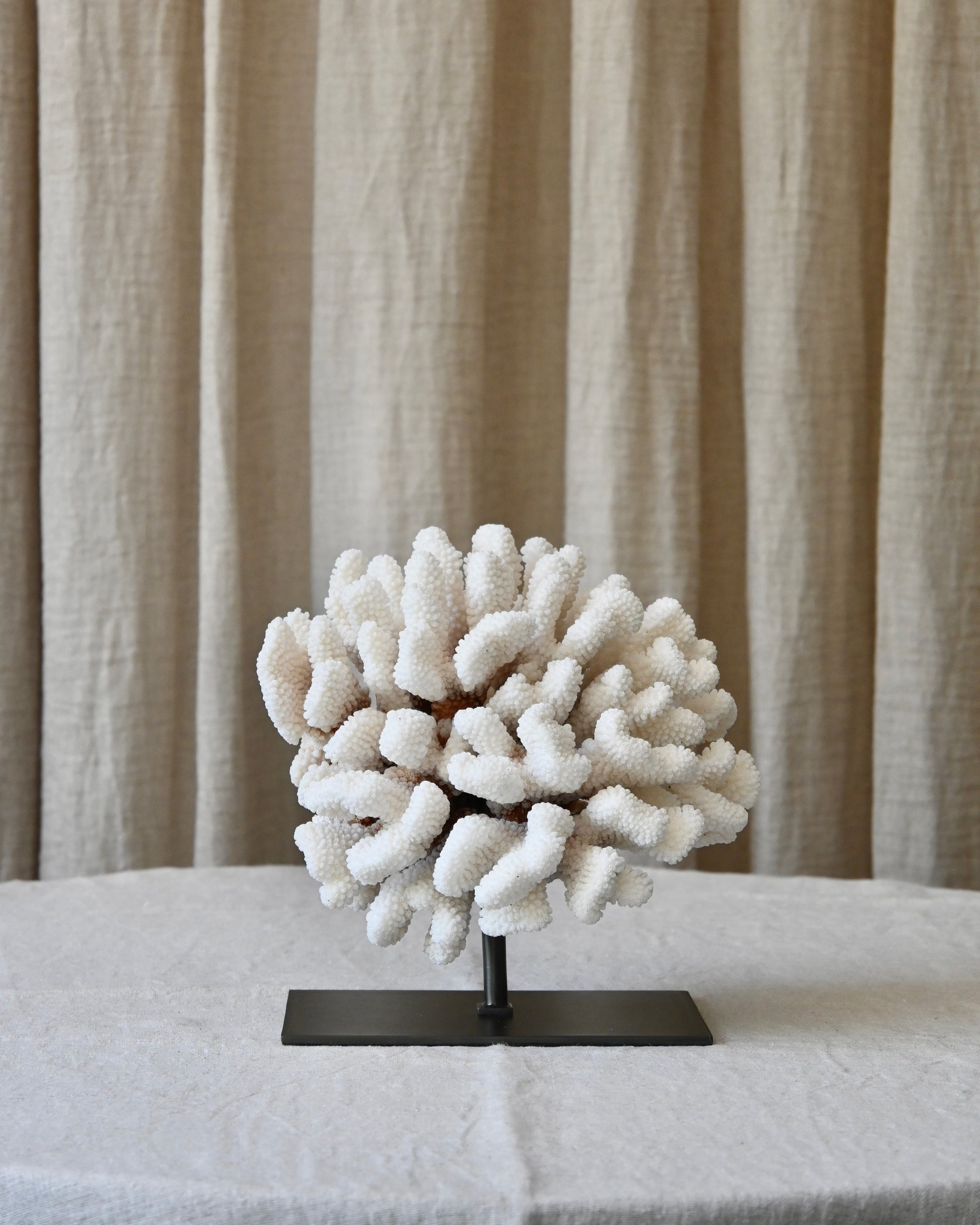 CORAL - Pocillopora Meandrina - 20X19X15CM - 2,145KG