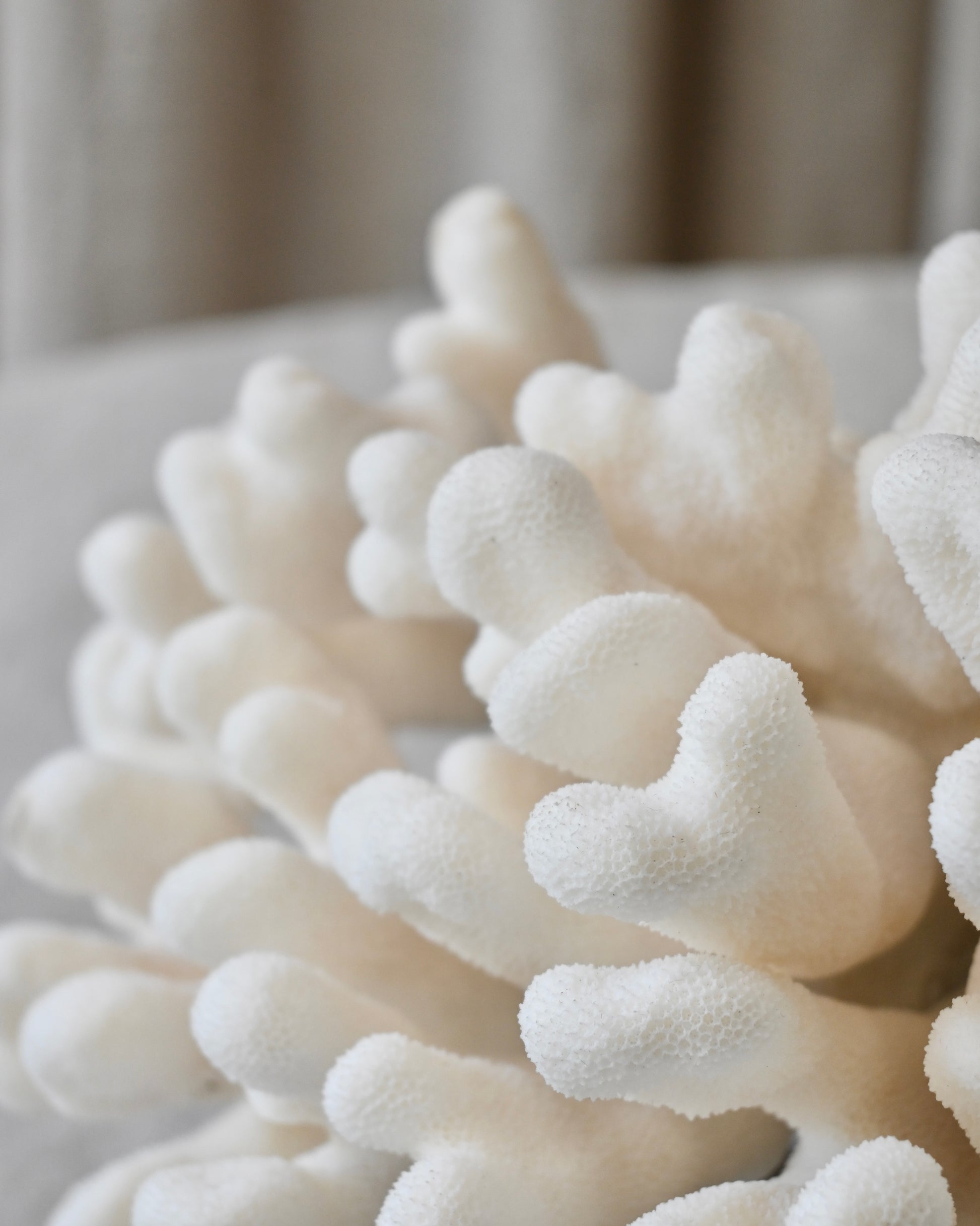 CORAL - Stylopora Pistillata - 17X24X16,5CM - 2,500KG