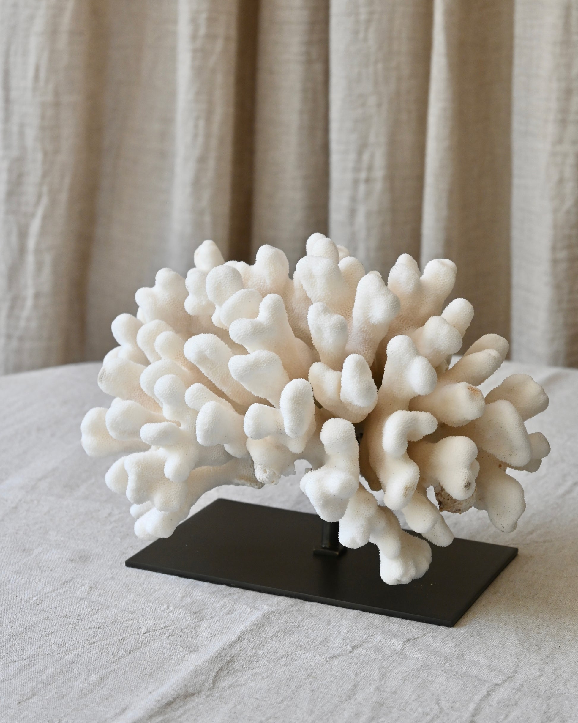 CORAL - Stylopora Pistillata - 17X24X16,5CM - 2,500KG