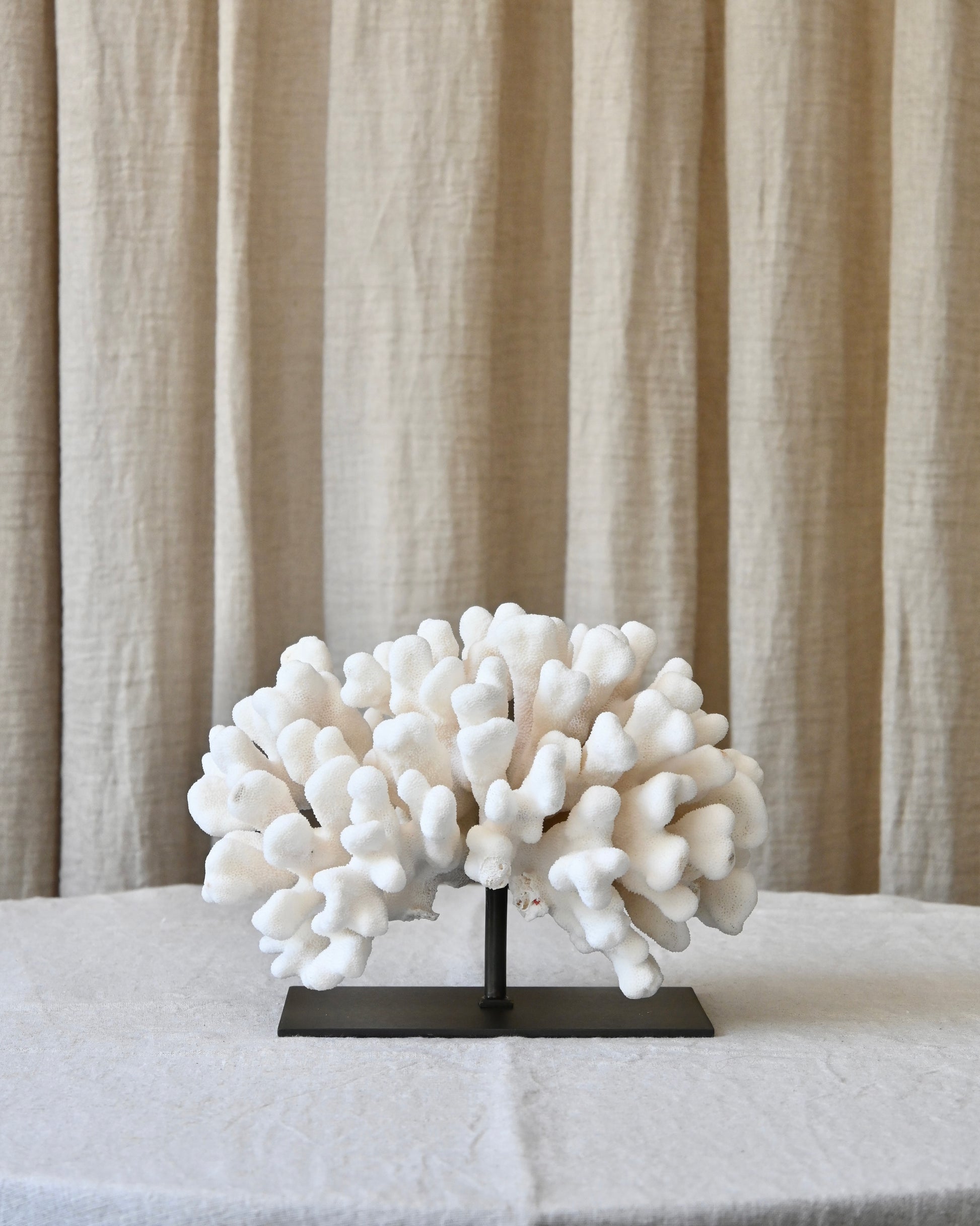 CORAL - Stylopora Pistillata - 17X24X16,5CM - 2,500KG