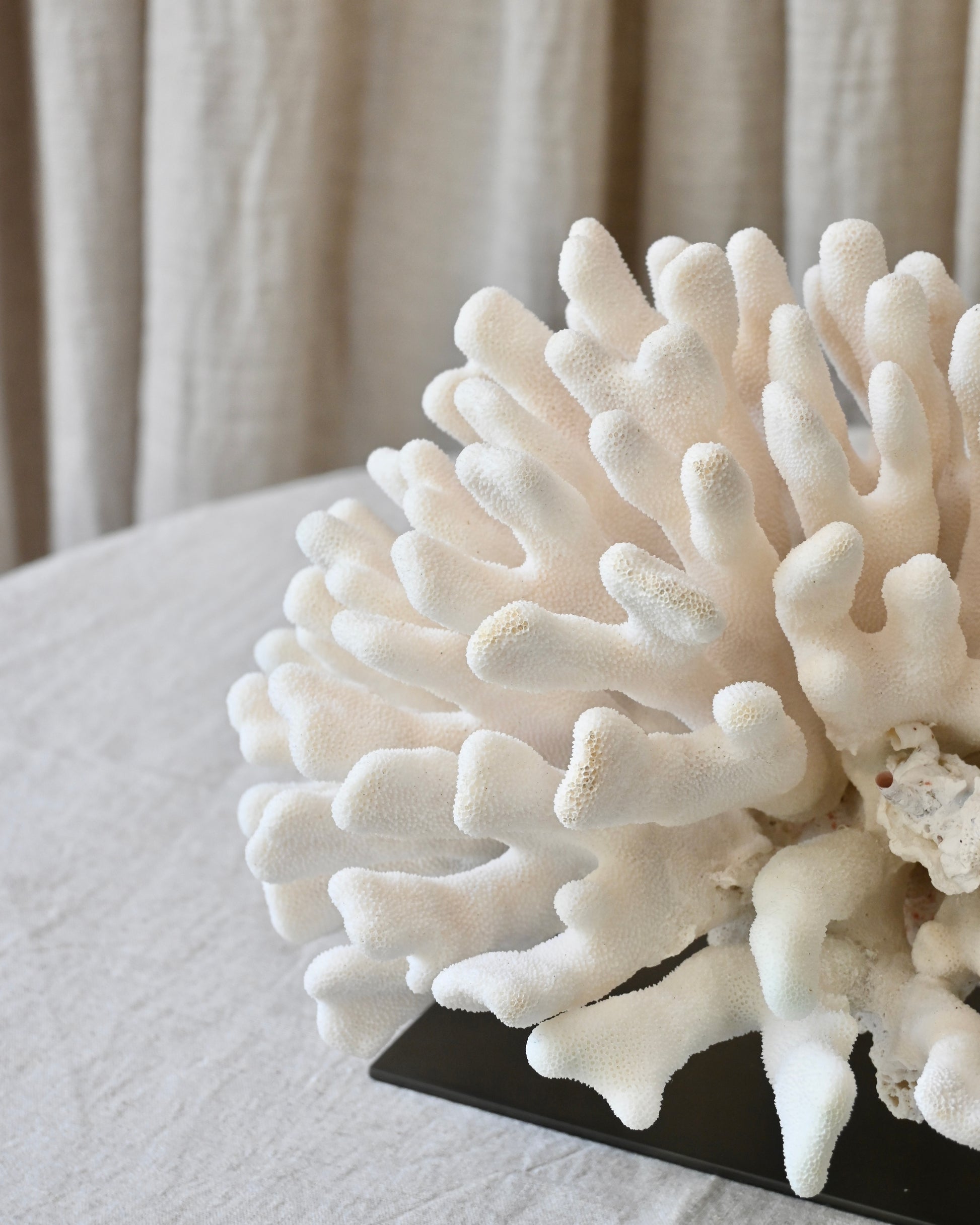 CORAL - Stylopora Pistillata - 23X30X20CM - 3,707KG