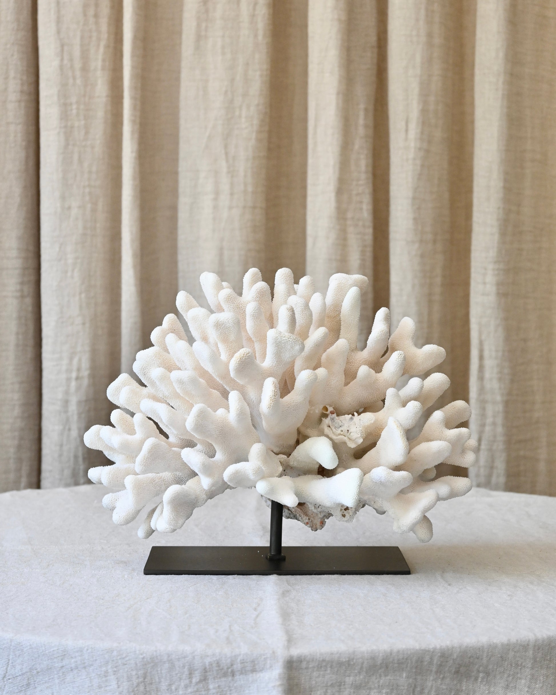 CORAL - Stylopora Pistillata - 23X30X20CM - 3,707KG