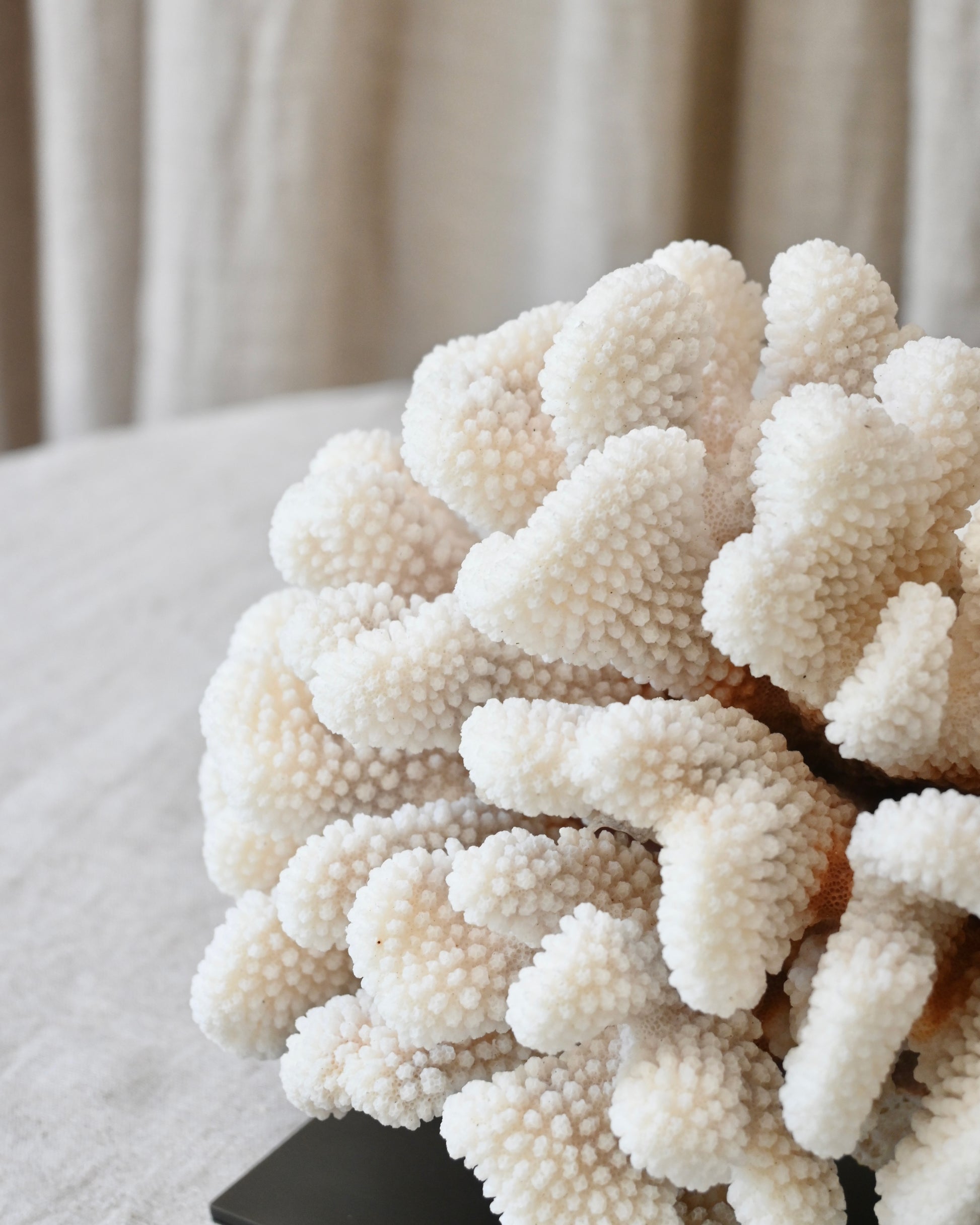 CORAL - Pocillopora Eydouxi - 22X17,5X15CM - 2,267KG