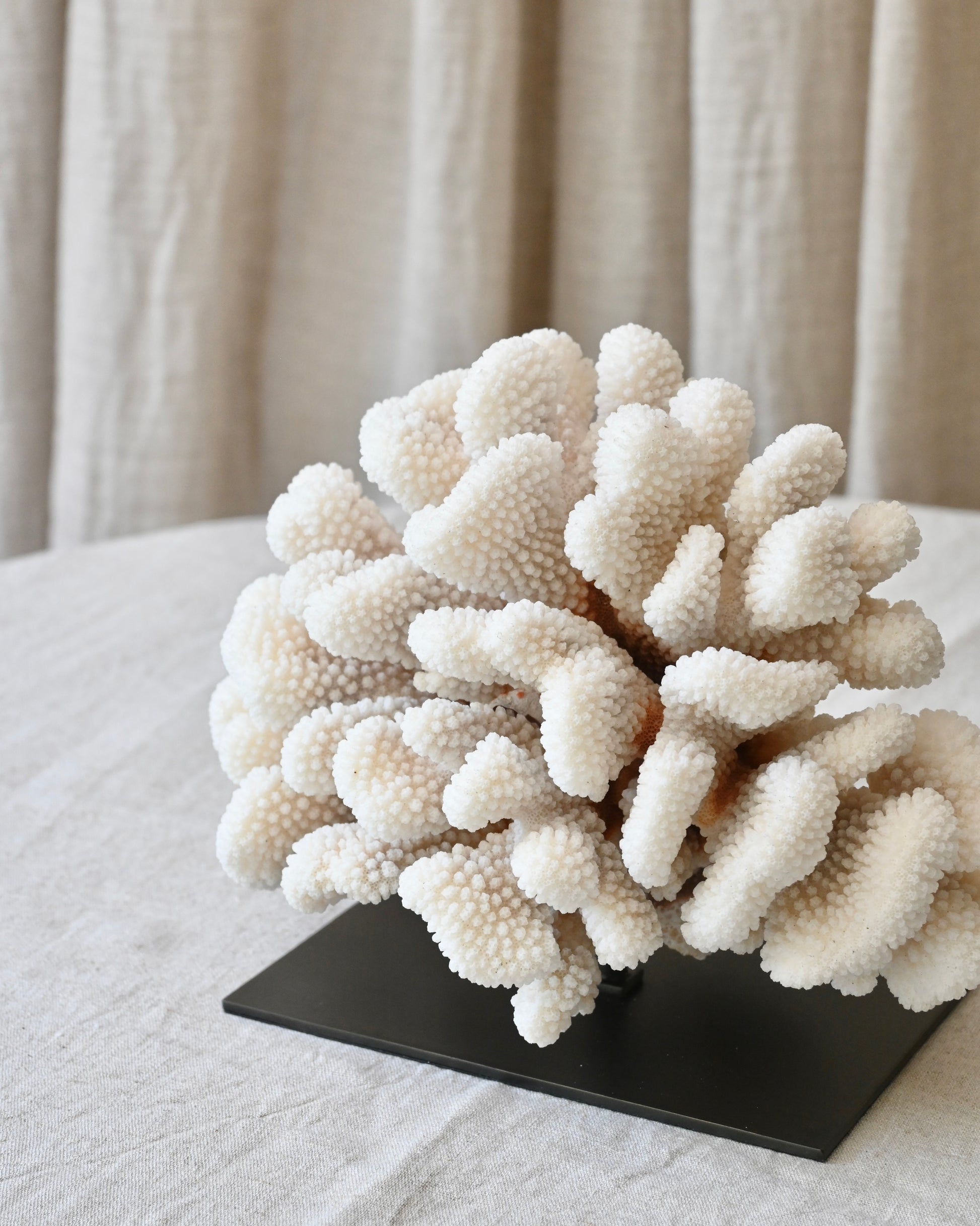 CORAL - Pocillopora Eydouxi - 22X17,5X15CM - 2,267KG