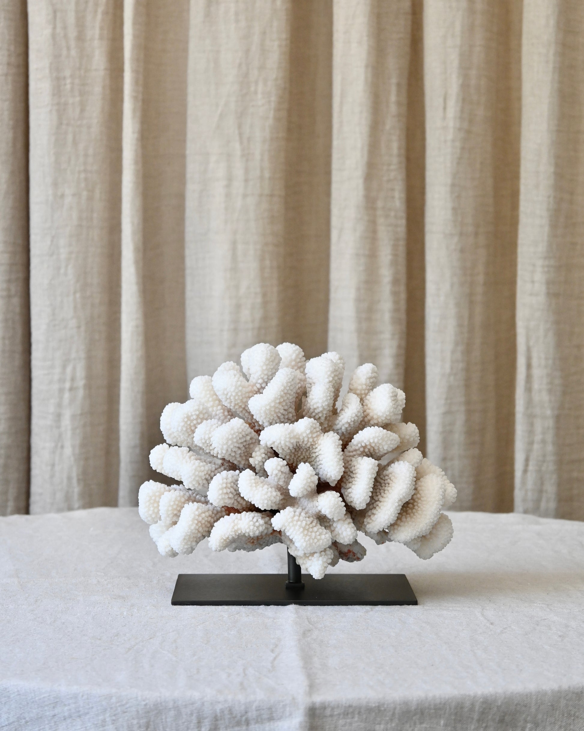 CORAL - Pocillopora Eydouxi - 22X17,5X15CM - 2,267KG
