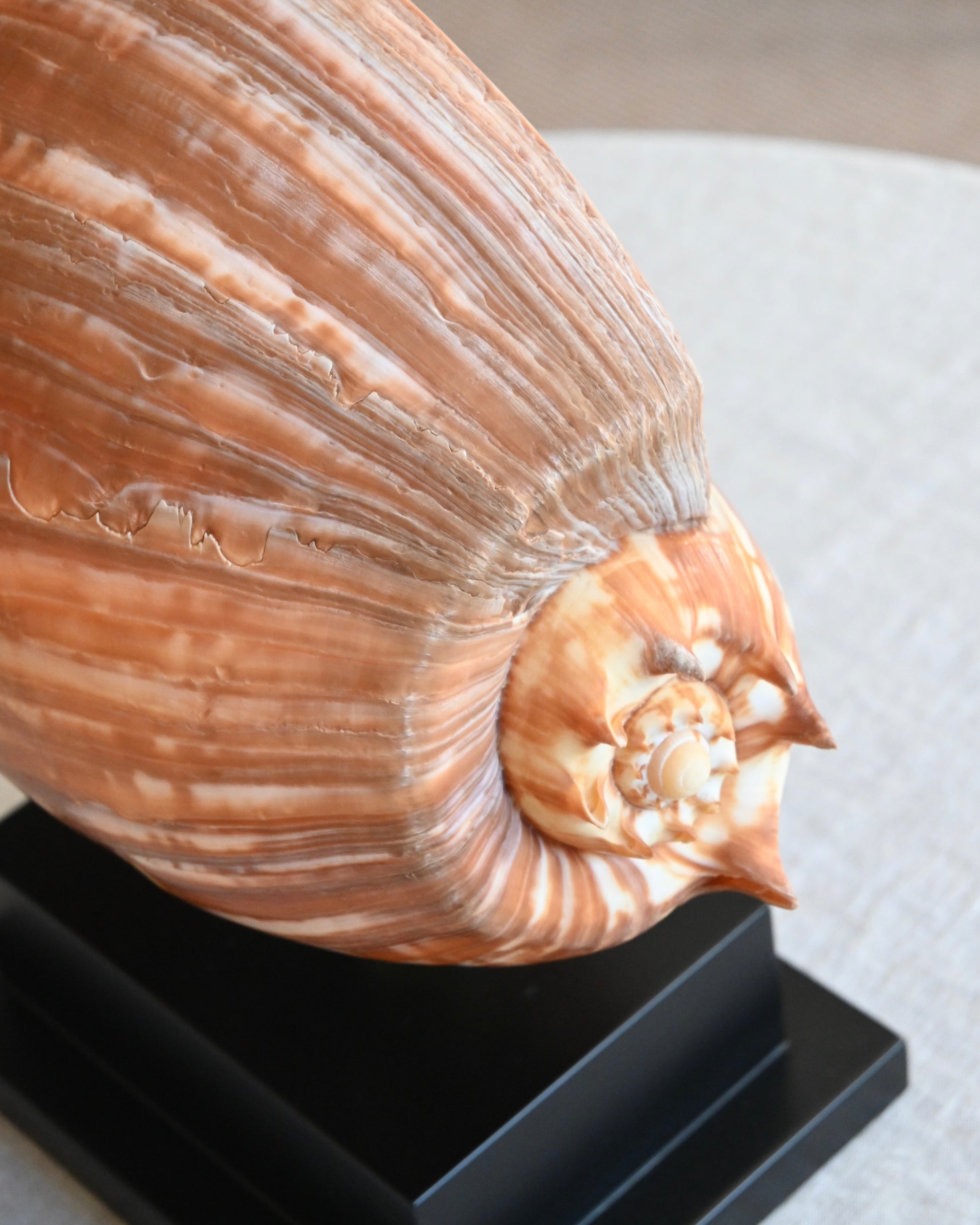 CONCHA - Melo Umbilicatus