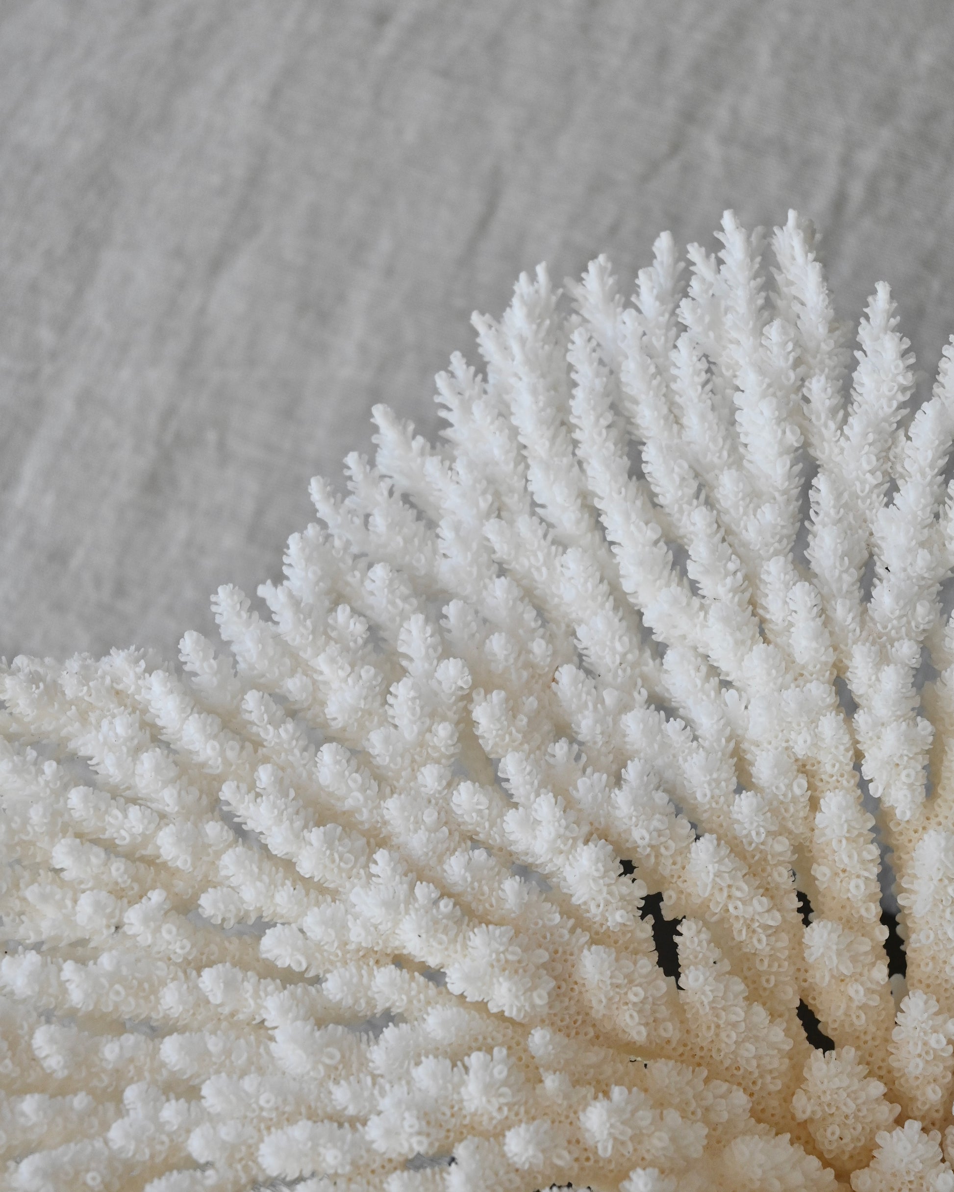 CORAL - Acropora Latistella - 9X29Ø - 946G