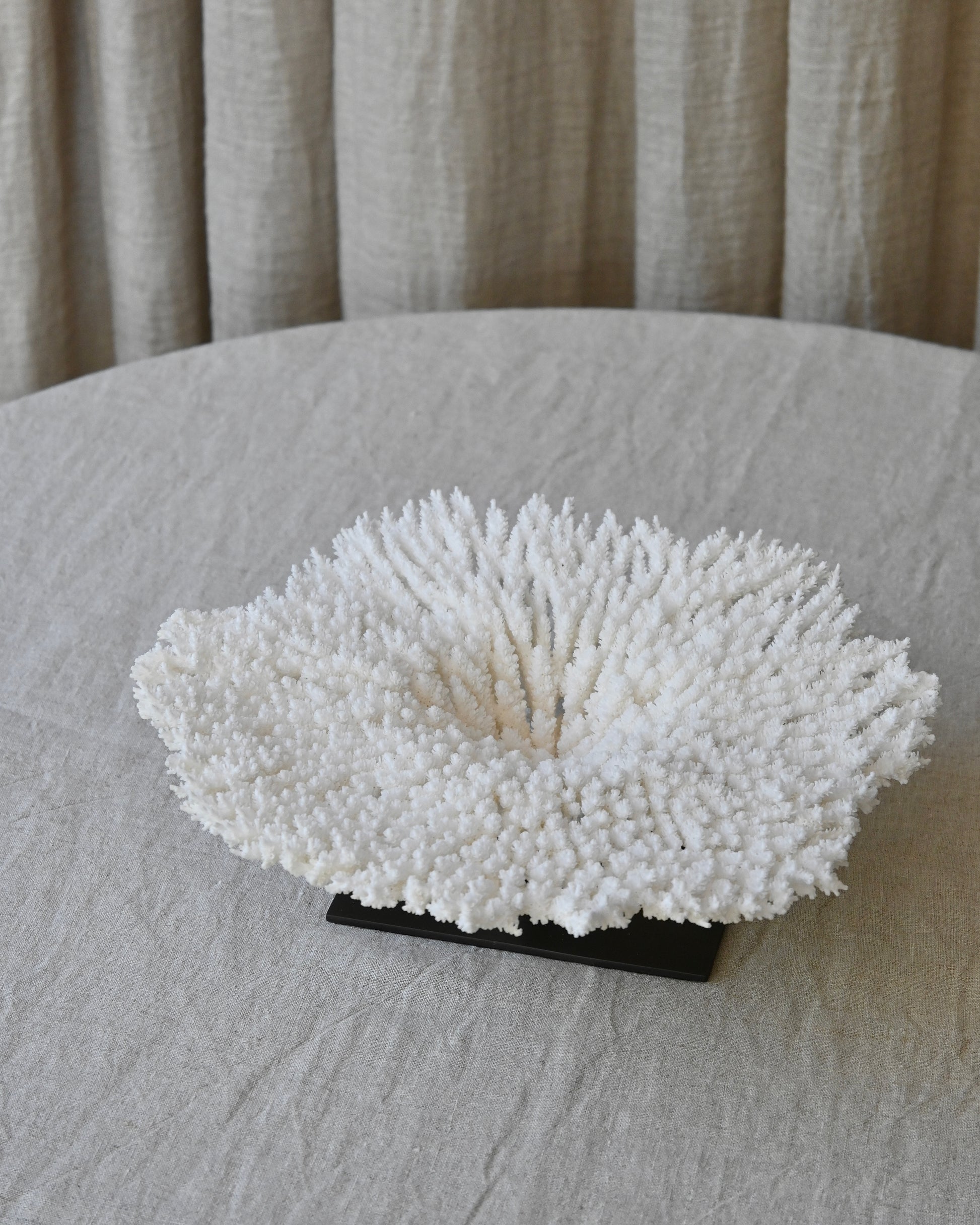 CORAL - Acropora Latistella - 9X29Ø - 946G